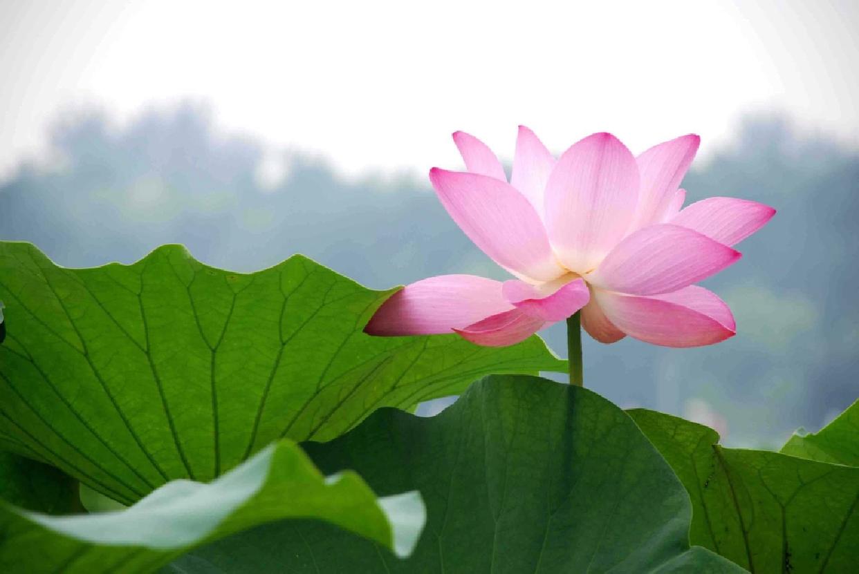 世事无常,红尘多薄凉,置身于喧嚣的世界里,却时常感觉到孤独与无助