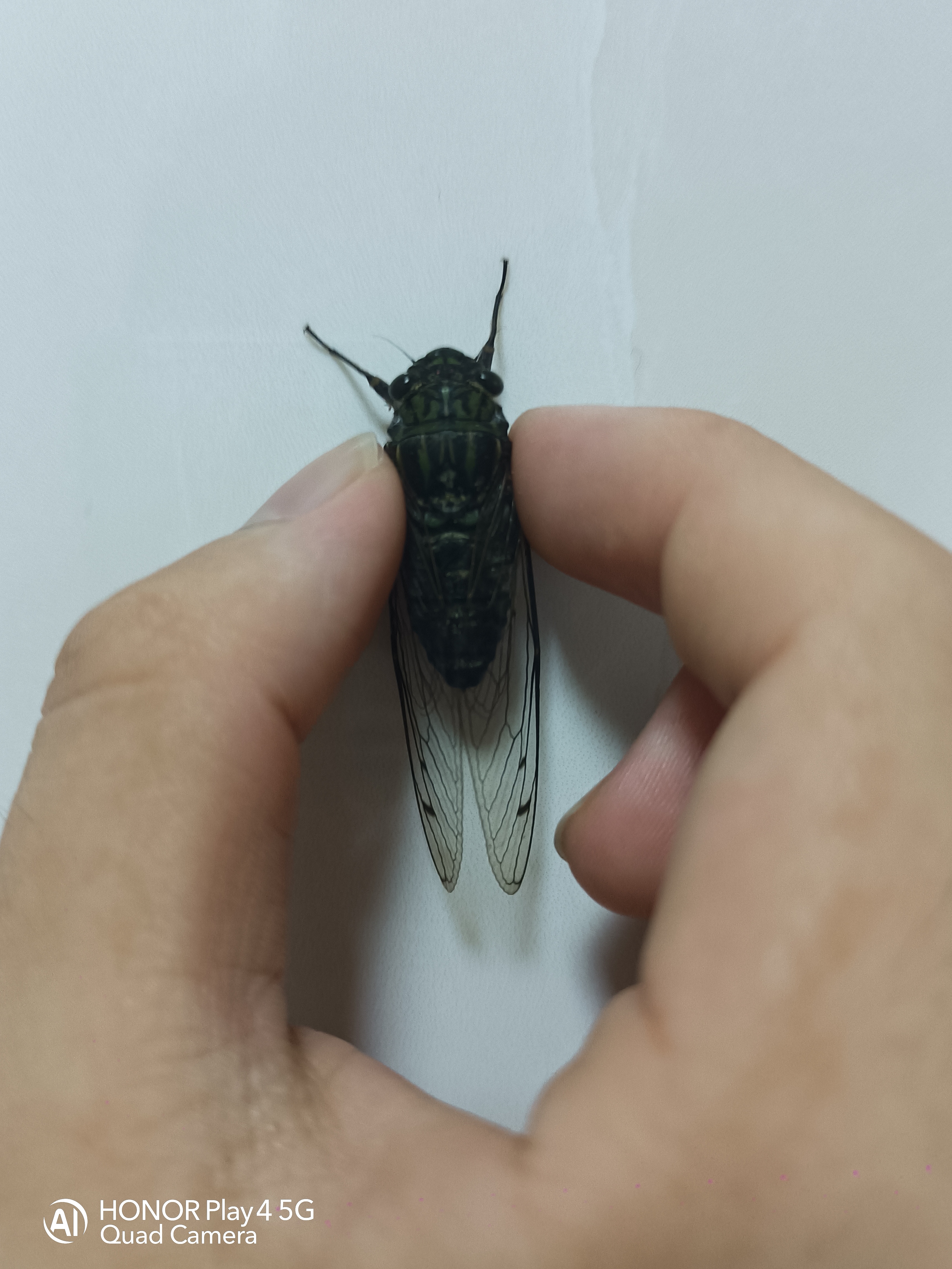 半夜抓到的一对松寒蝉(不太确定)