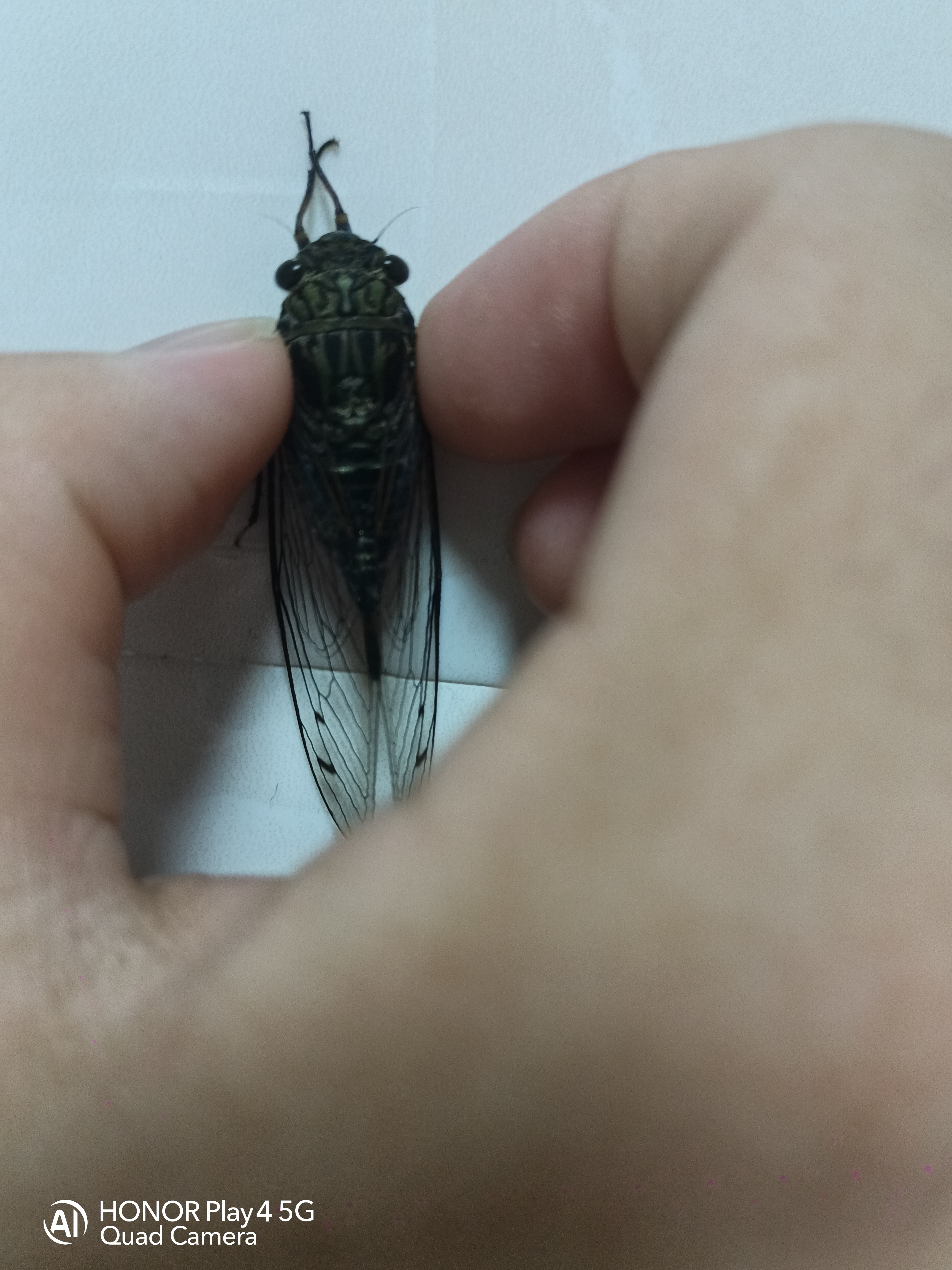 半夜抓到的一对松寒蝉(不太确定)