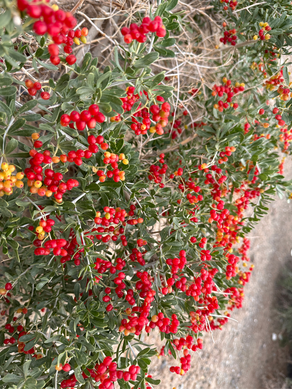 戈壁滩上野生植物—白刺果