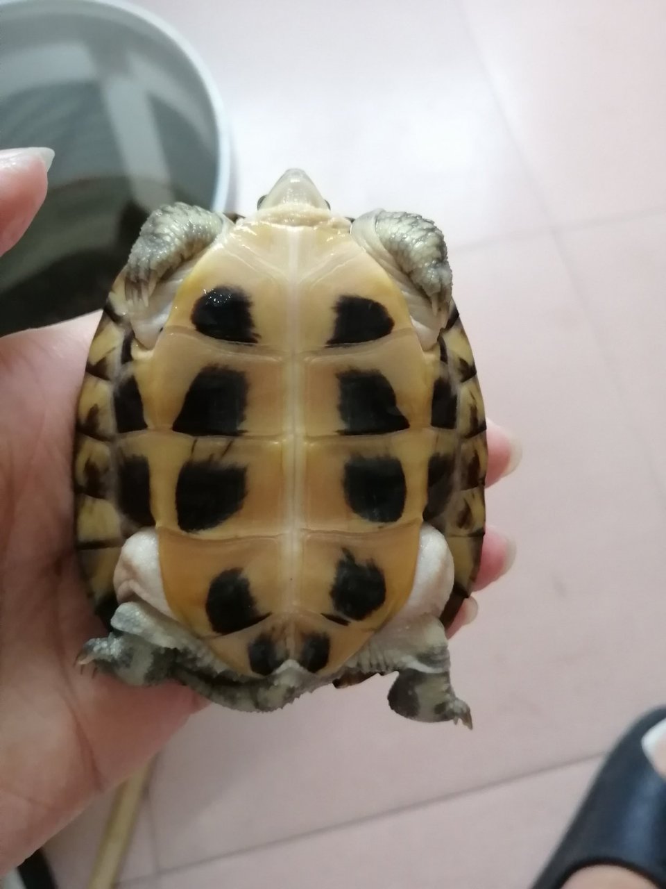 请大家帮我看一下这只大青龟的品相值多少钱