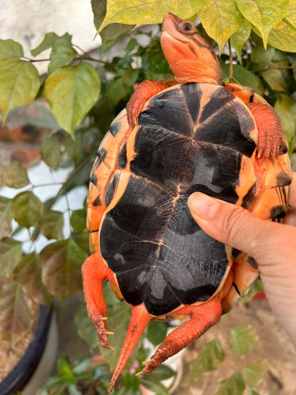 金钱龟,三线闭合龟,越南种大米公金钱龟,学名三线闭壳龟,是一种古老