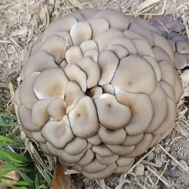 昨天跟老公去稻田施肥,在田边发现一堆灰色的蘑菇,一个挨着一个,长得