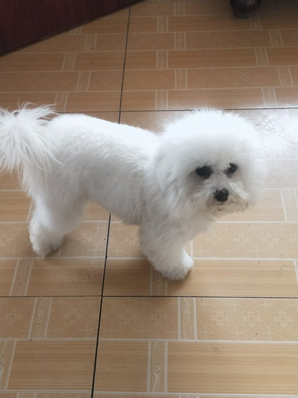 我家比熊纯不纯,别人送的.不太会看狗狗.[捂脸]