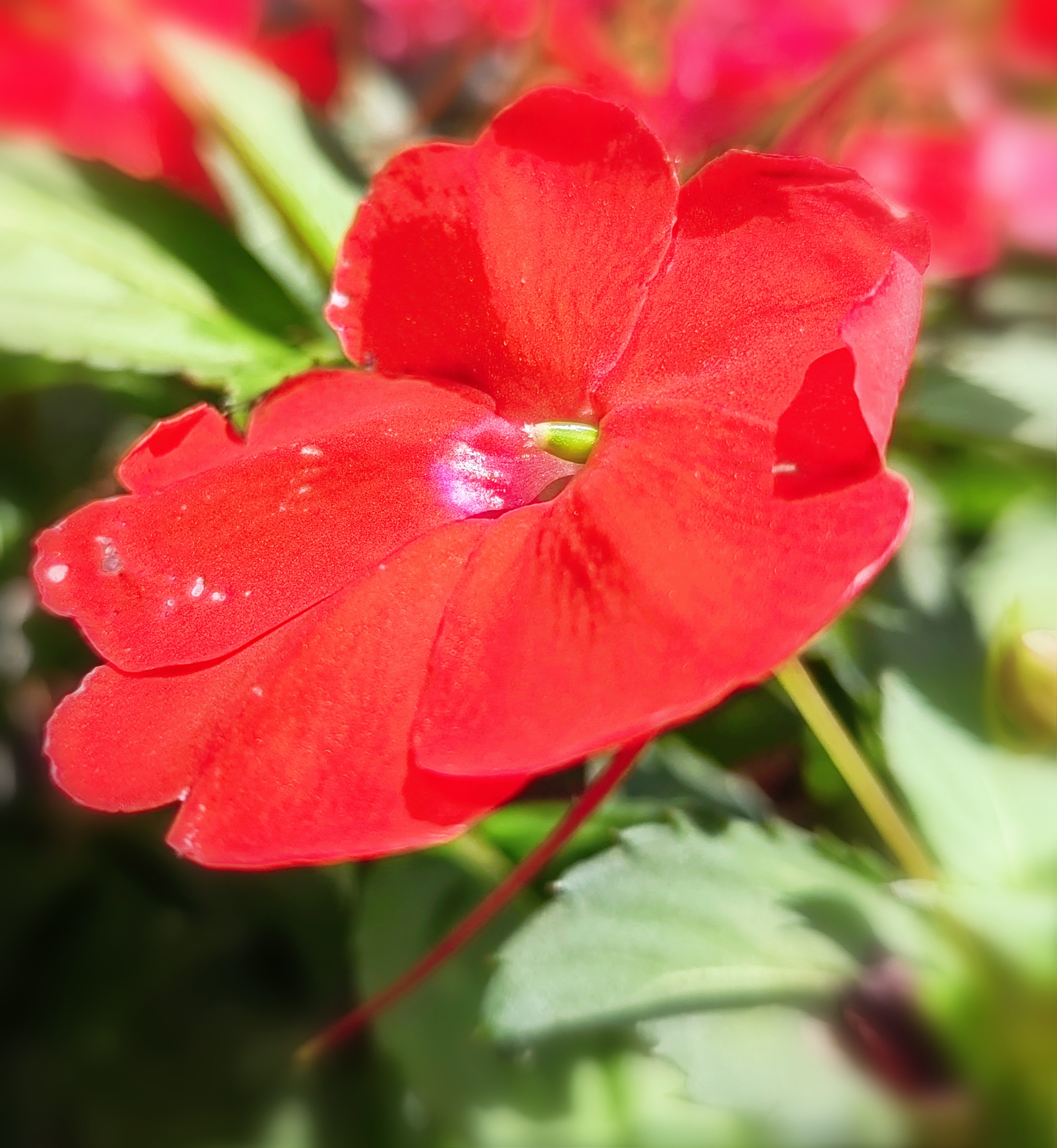 它们犹如刚睡醒的孩童,在雨后初晴的空气中尽显活力
