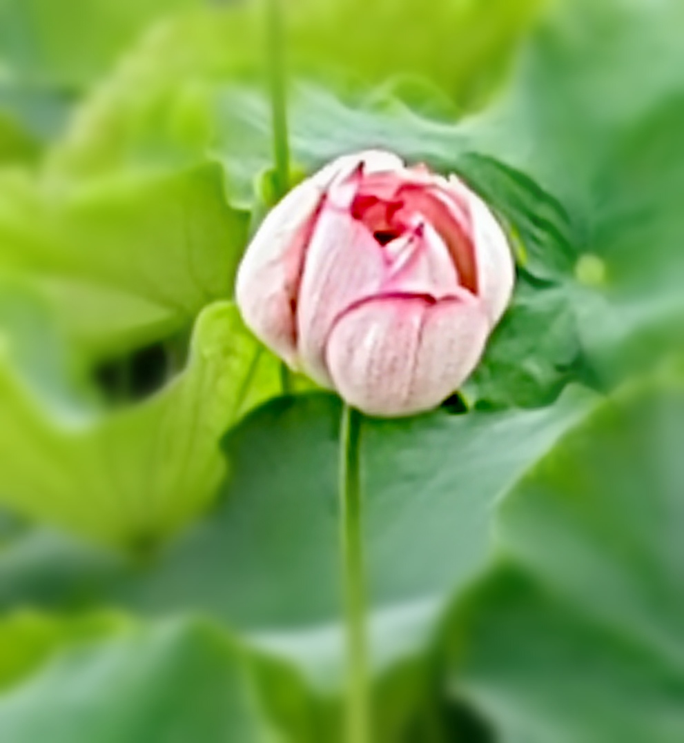 粉白交织的花瓣,恰似一位婉约的少女,轻轻舒展,流露出淡淡的羞涩