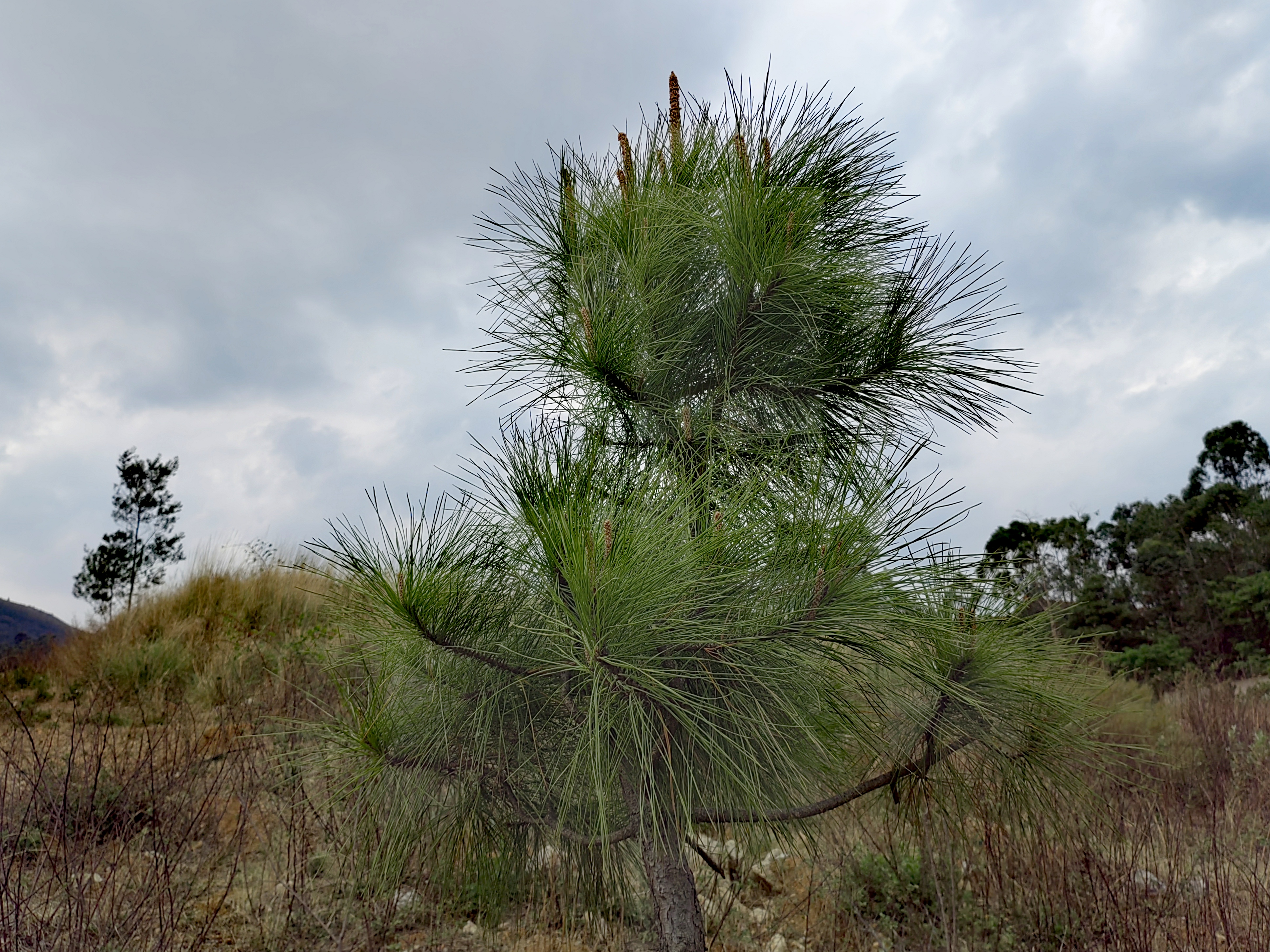 它的针叶苍翠欲滴,枝条笔直向上,与四周枯萎的草地形