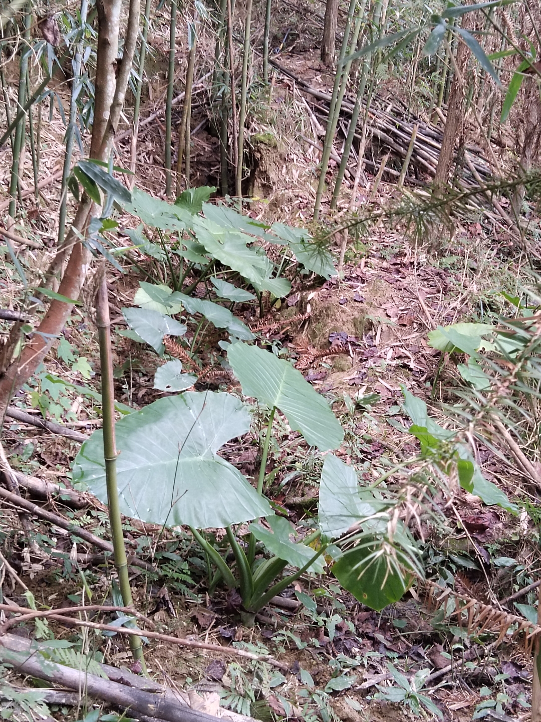 老虎芋,好惊奇,有老虎芋的地方发.@何处闲人的动态