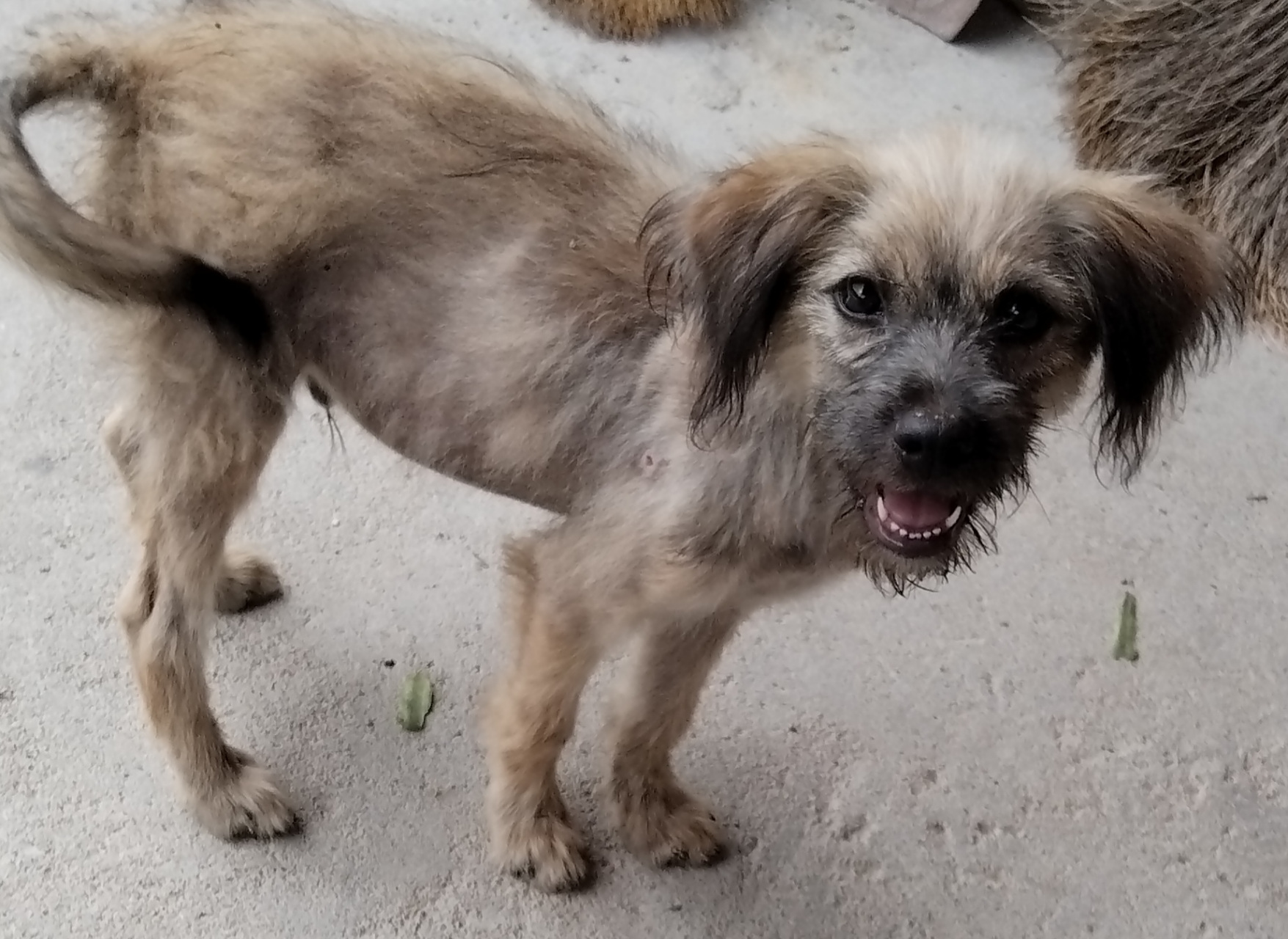 收养一只流浪狗,不知道是什么品种