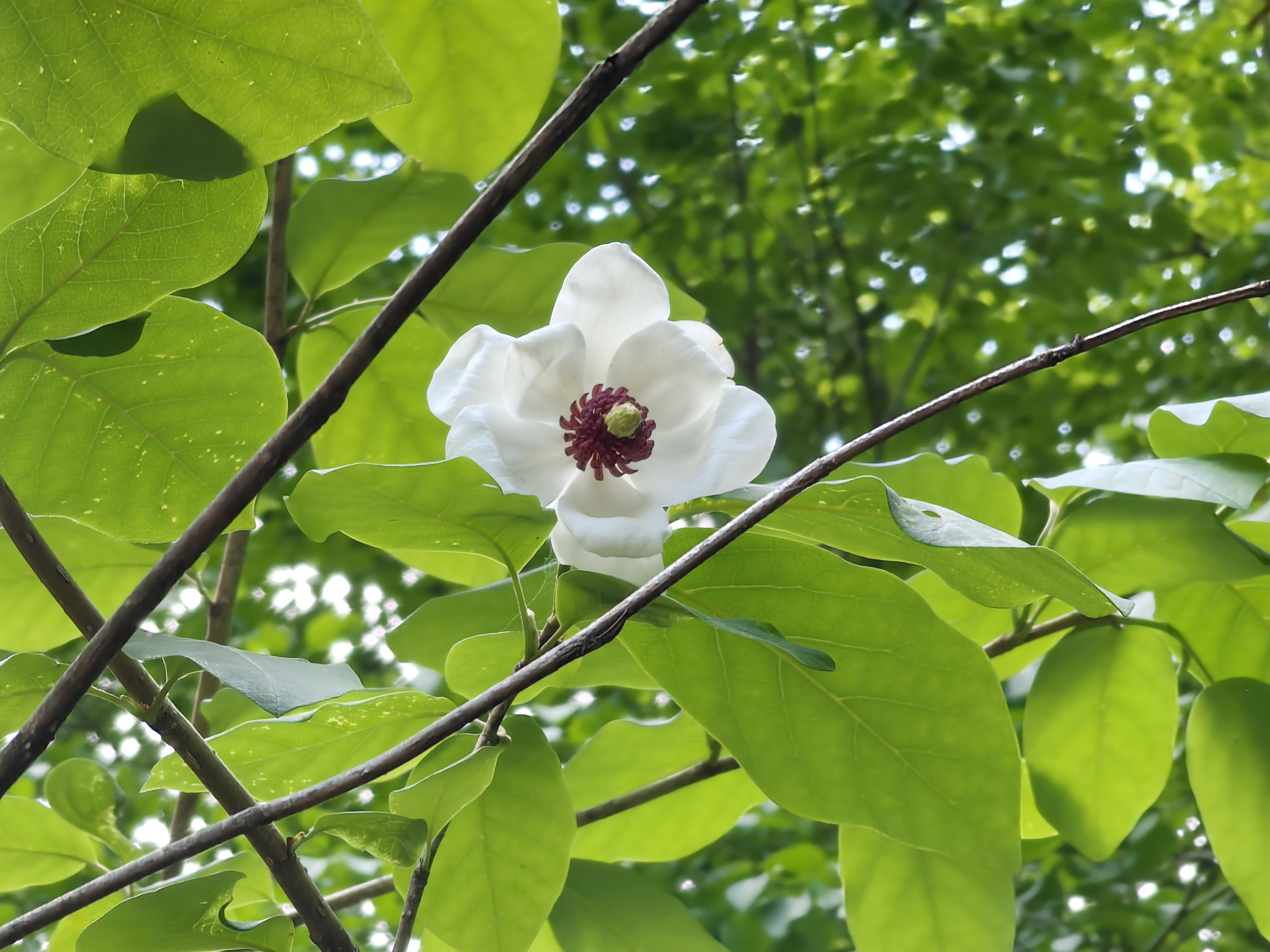 本溪市市花图片