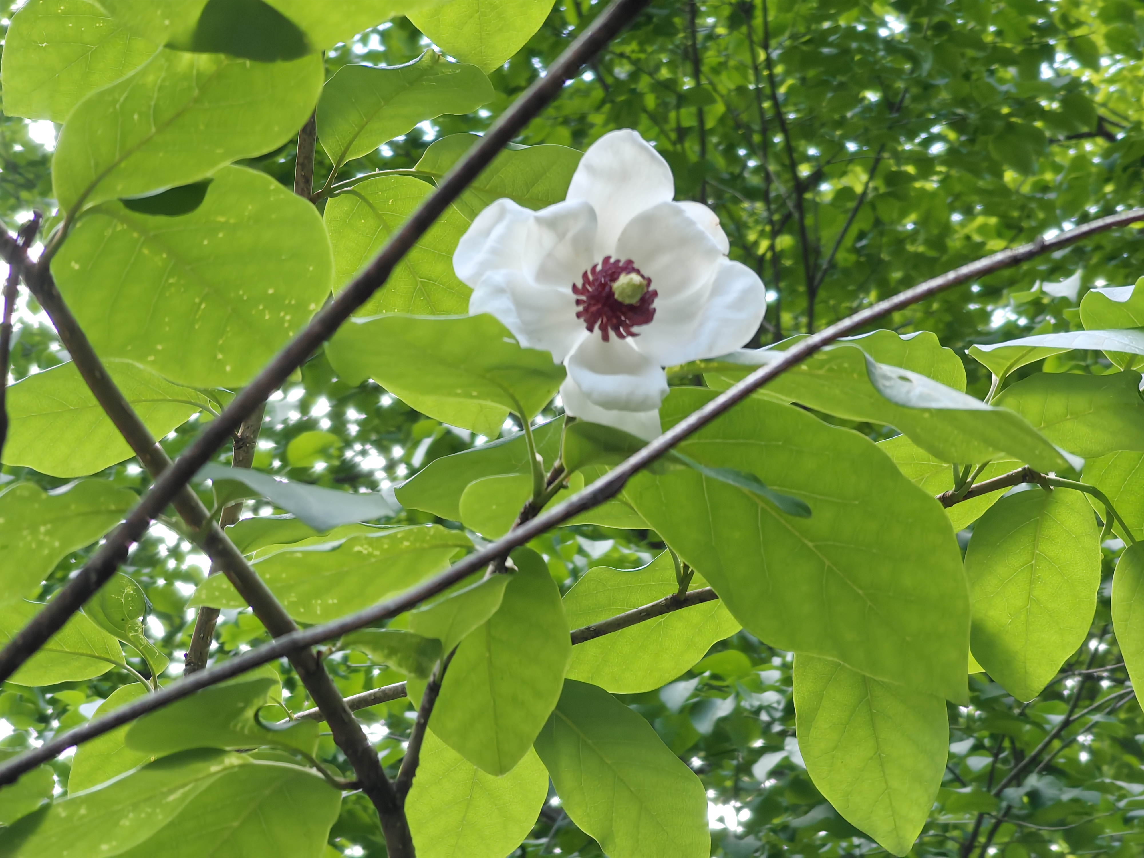 这是本溪市花——天女木兰.