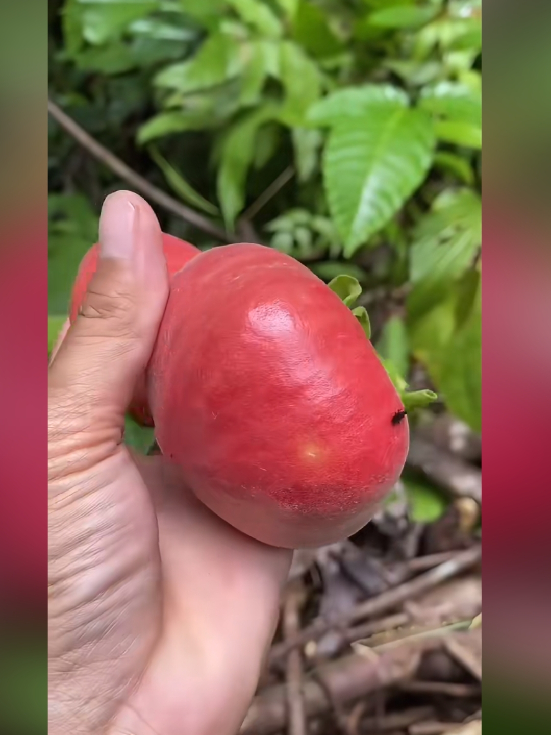 的新鲜水果,红得鲜艳,里外都是红色的,很漂亮,里面的果肉象棉花样的
