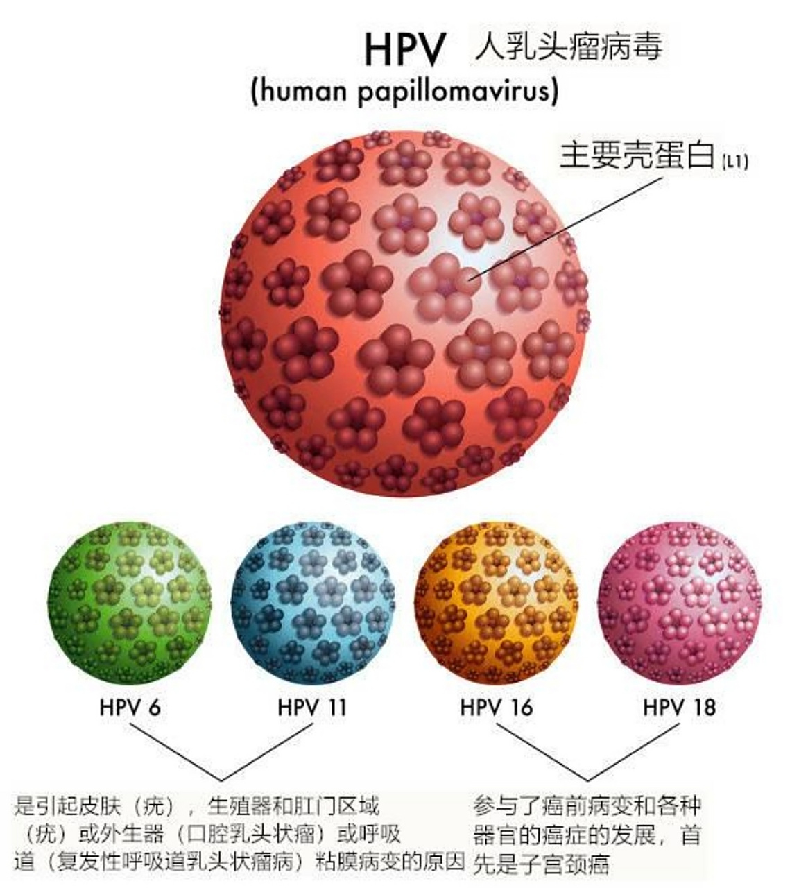 hpv是#人类乳头瘤病毒# 英文名称的humanpapillomavirus缩写.