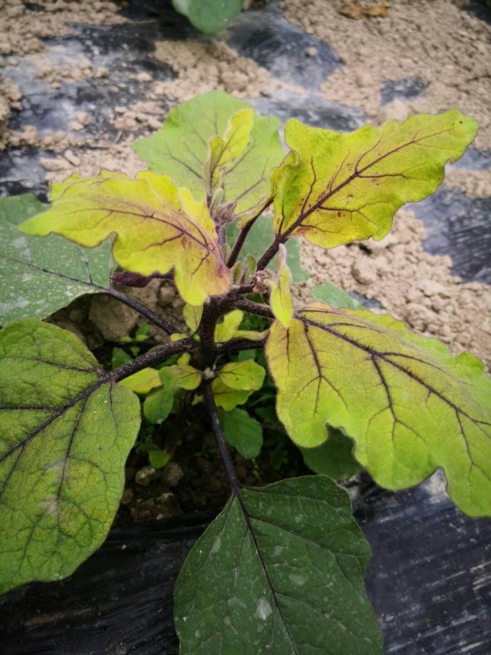 马铃薯,草莓,茄子,西红柿黄萎病的病原菌相同,都是大丽轮枝菌造成的