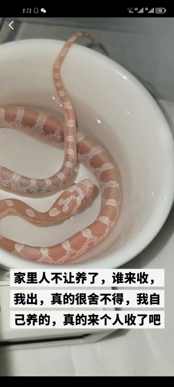 玉米蛇# #爬宠# 品种是雪白,是小公蛇,蛇苗,只有一条,是我自己养的