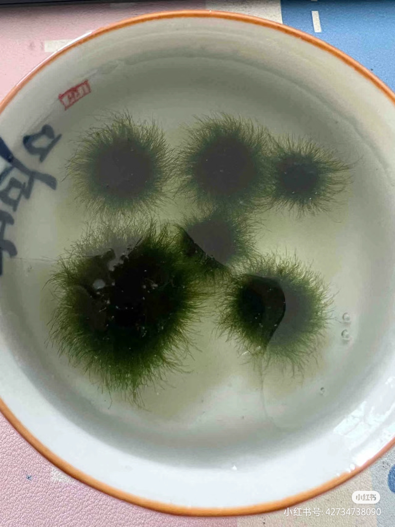 海藻球,话说有点可爱呀.