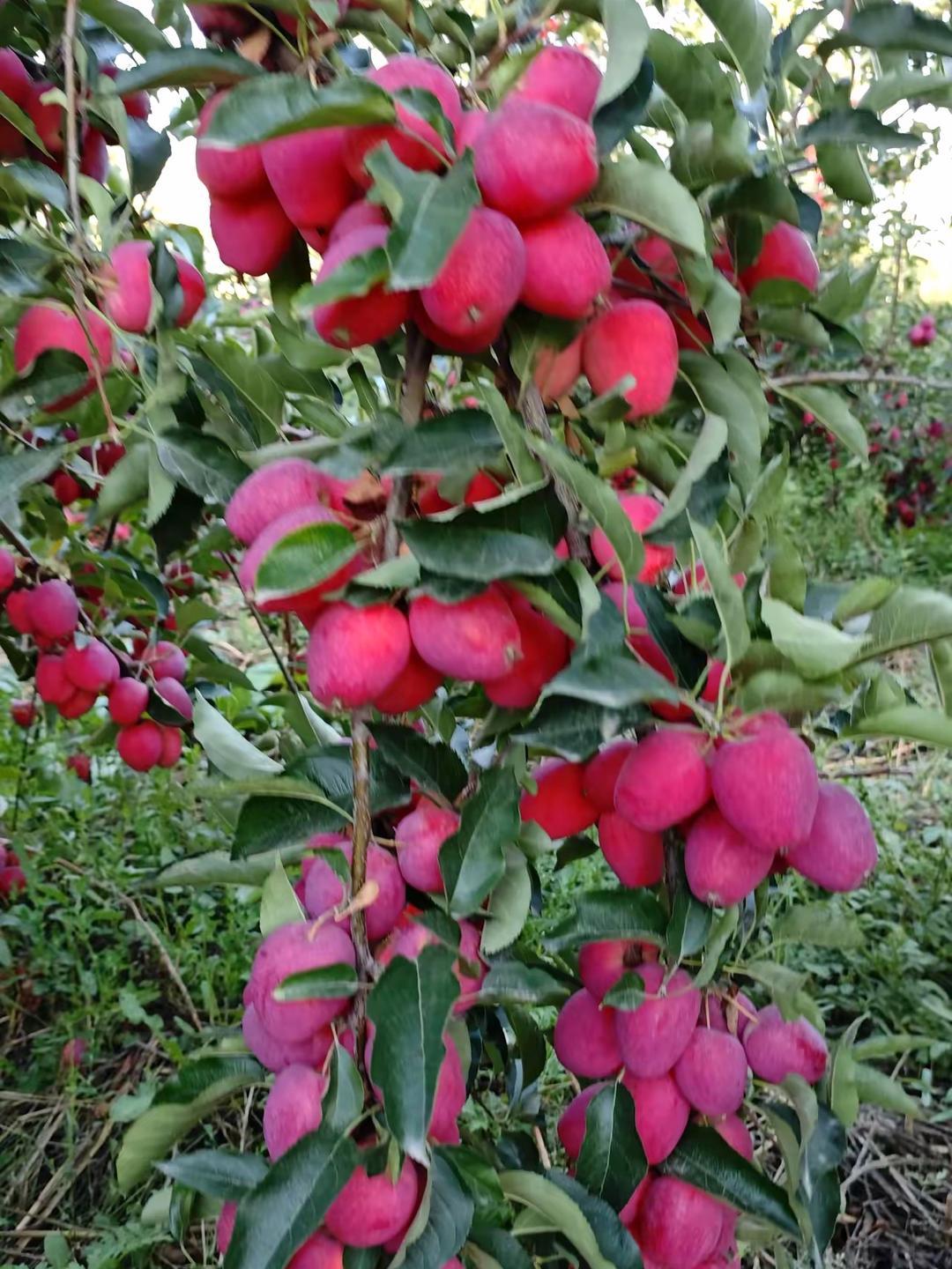 足足有鸡蛋那么大,酸酸甜甜的可以当苹果吃