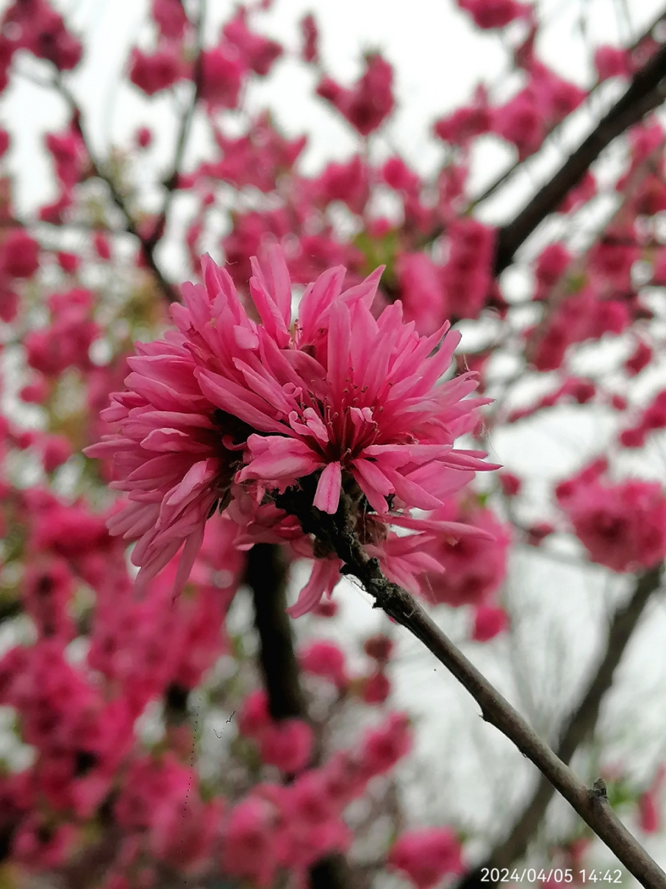 菊花桃简介图片