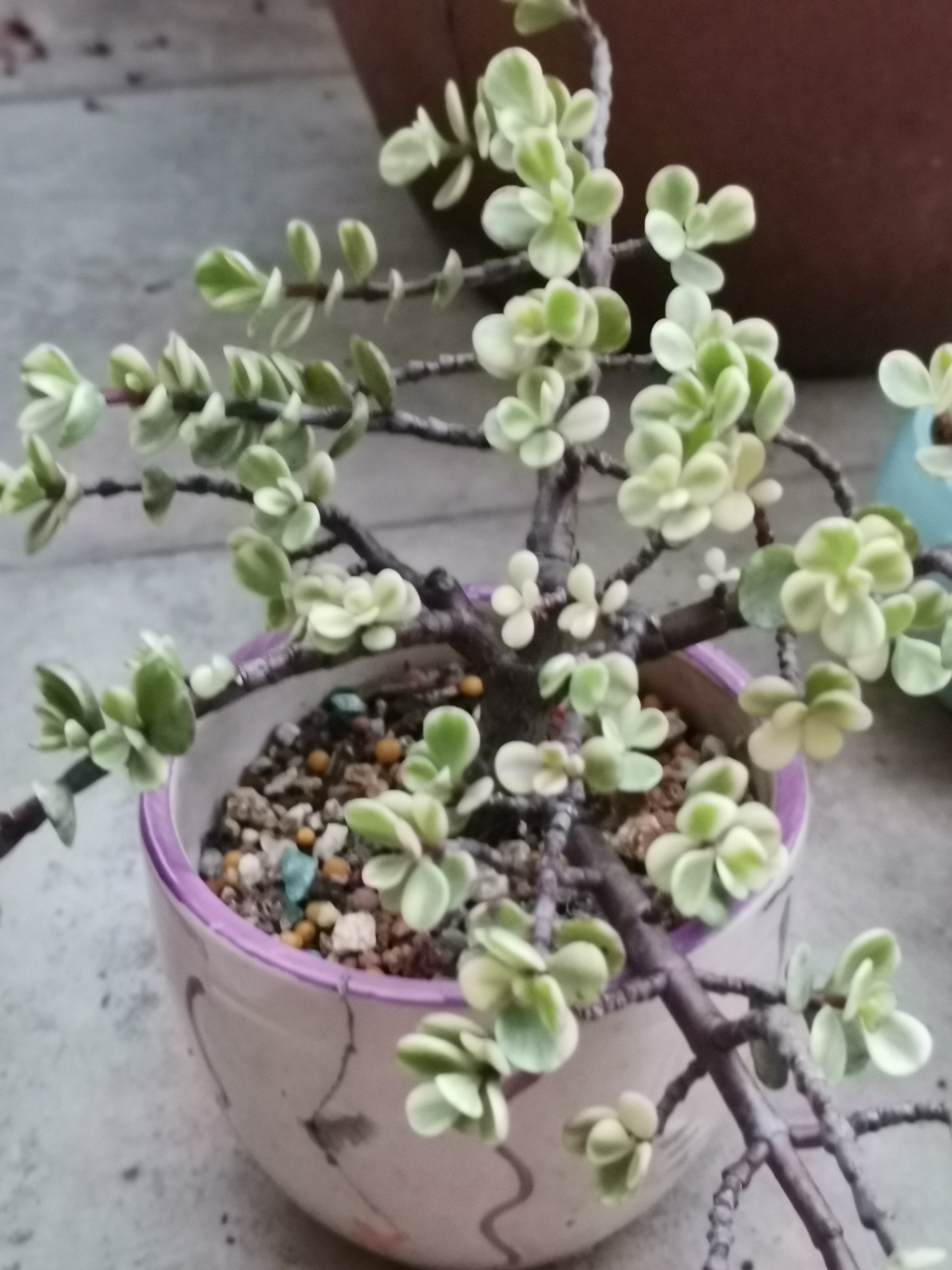 今天,友人送一小盆景-金枝玉叶 金枝玉叶的花语是永远在一起象征着