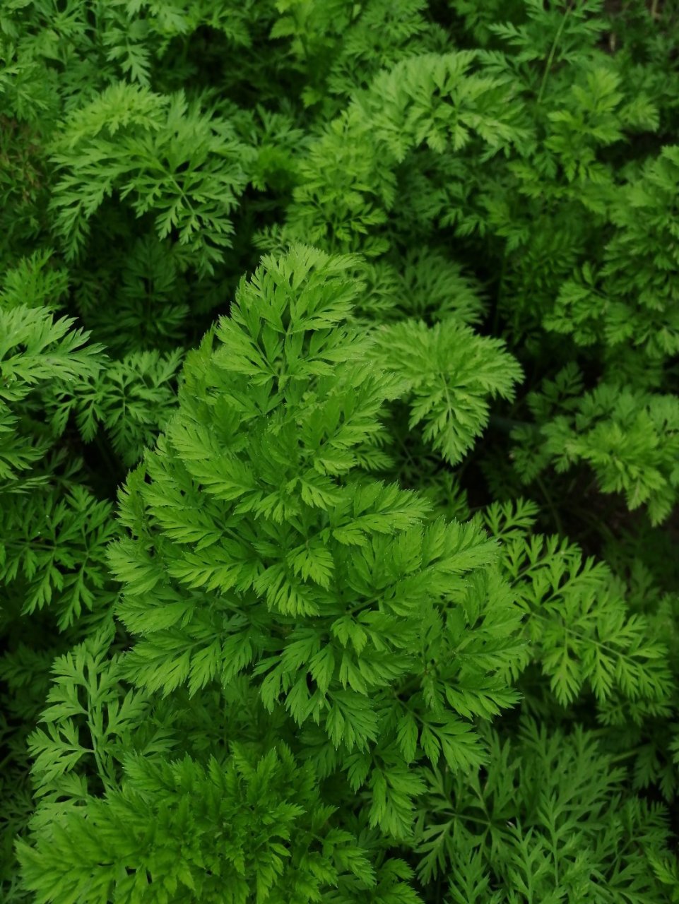 全民争吧挑战赛# 胡萝卜叶子