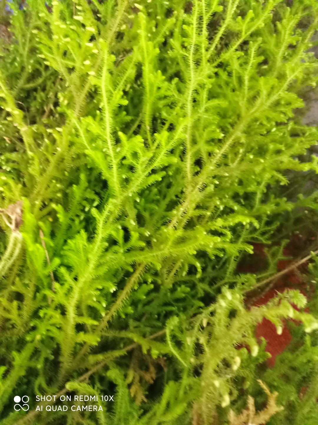狮子草,有什么功效?