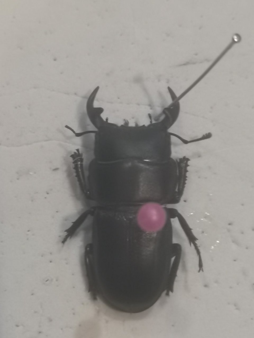 毛角大锹甲云南亚种