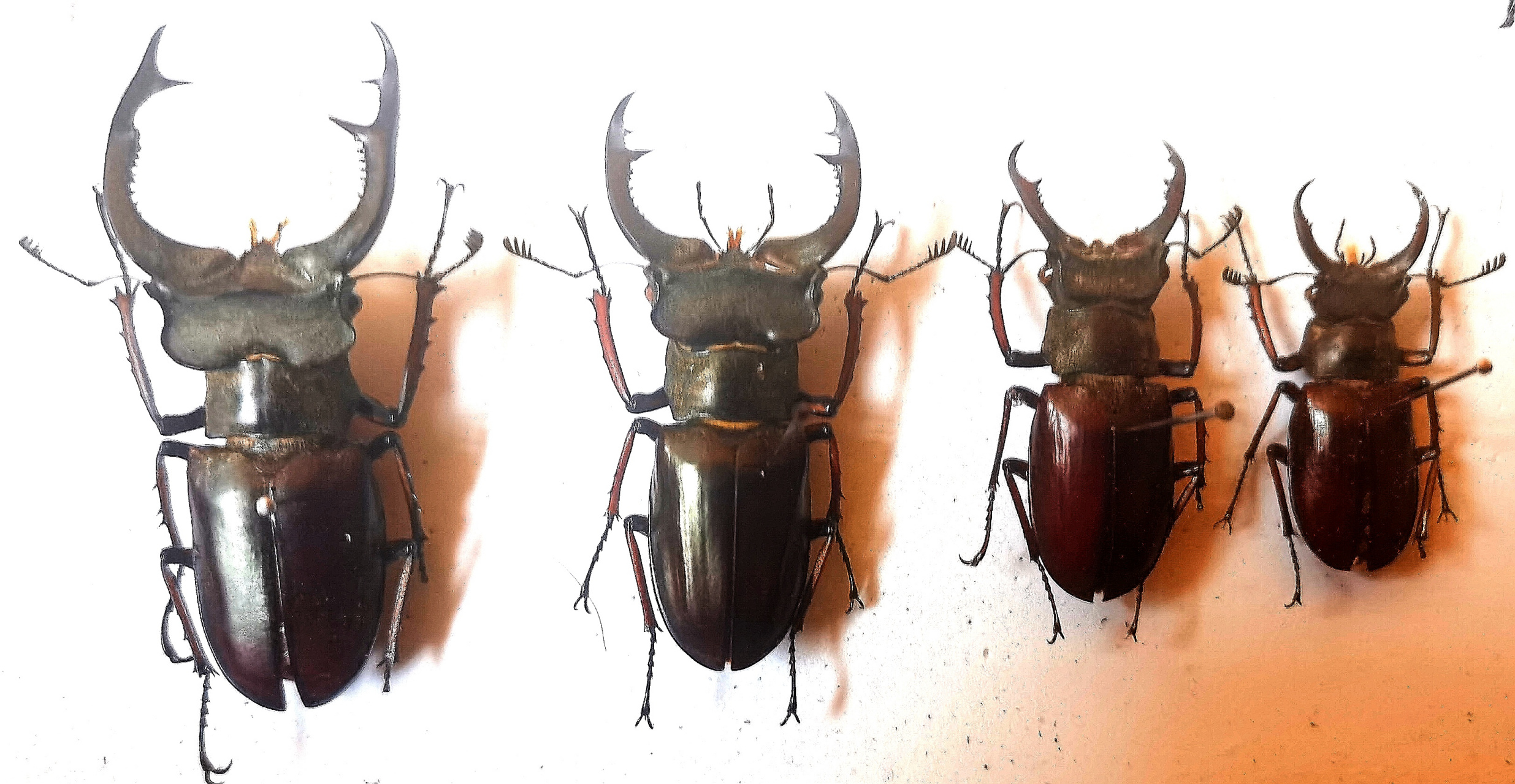 普氏深山锹甲一套展示对比