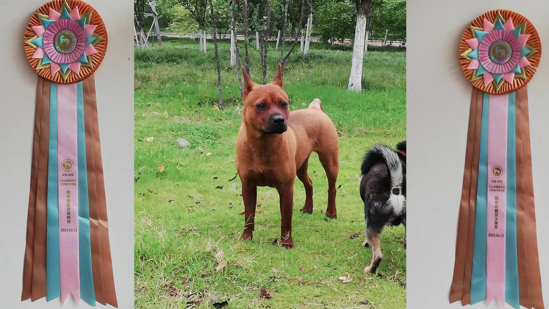 川东猎犬,撵山狗,正齿老巢川东