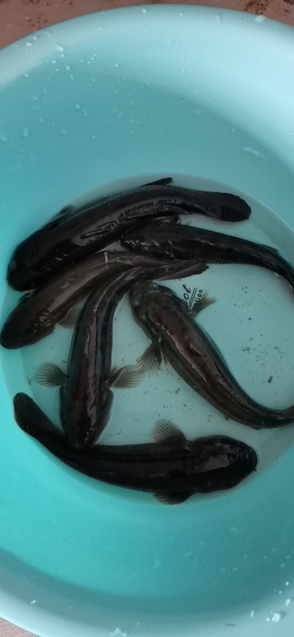 钓几只杜鳗,大补之物