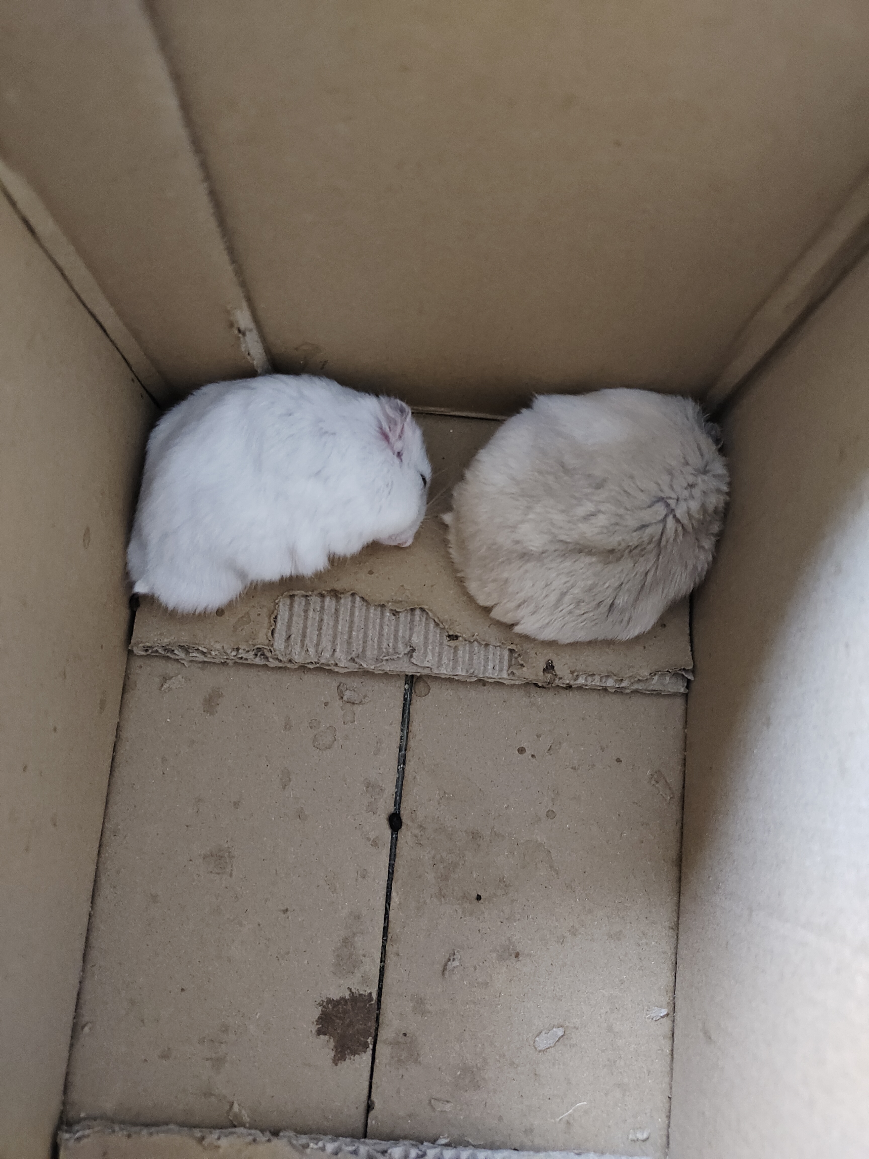 呆萌可爱的小团团吃饭饭了.