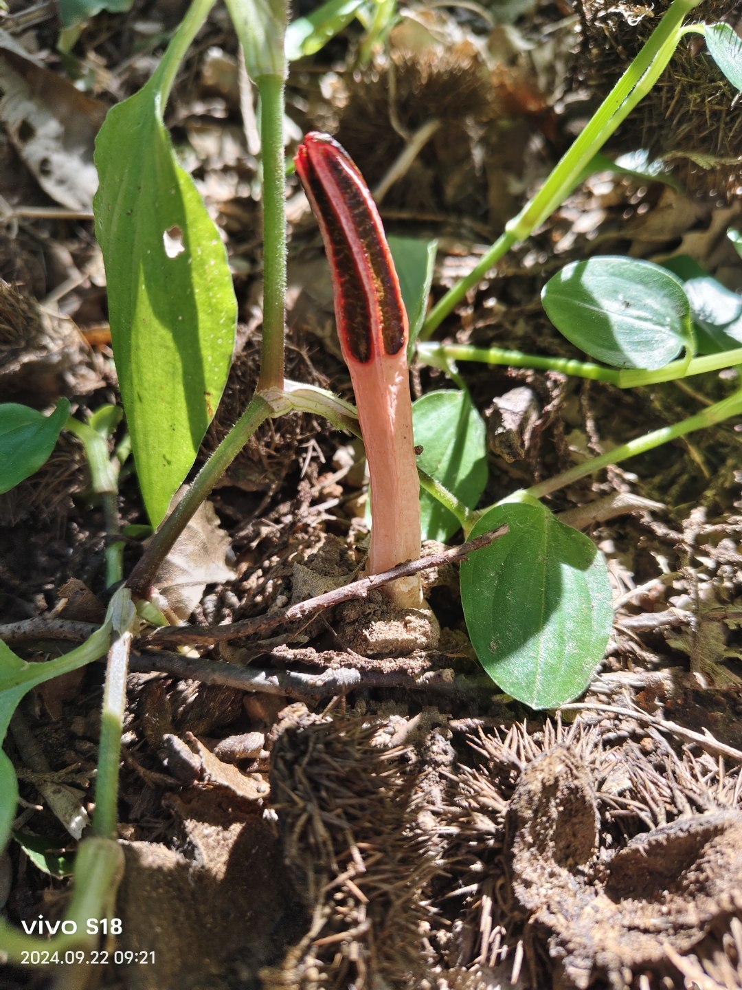 百度了一下,好像是红鬼笔,又名鸡屎君,人生头一次发现,感觉好有趣