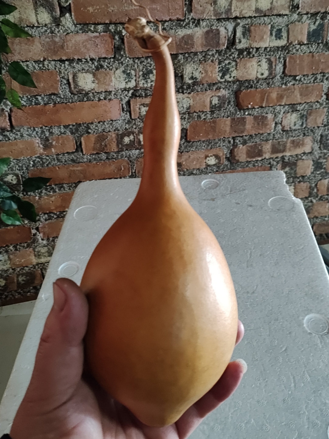 "葫芦,一个黄色的长条形,绿色的叶子相衬,仿佛是自然界的礼物.