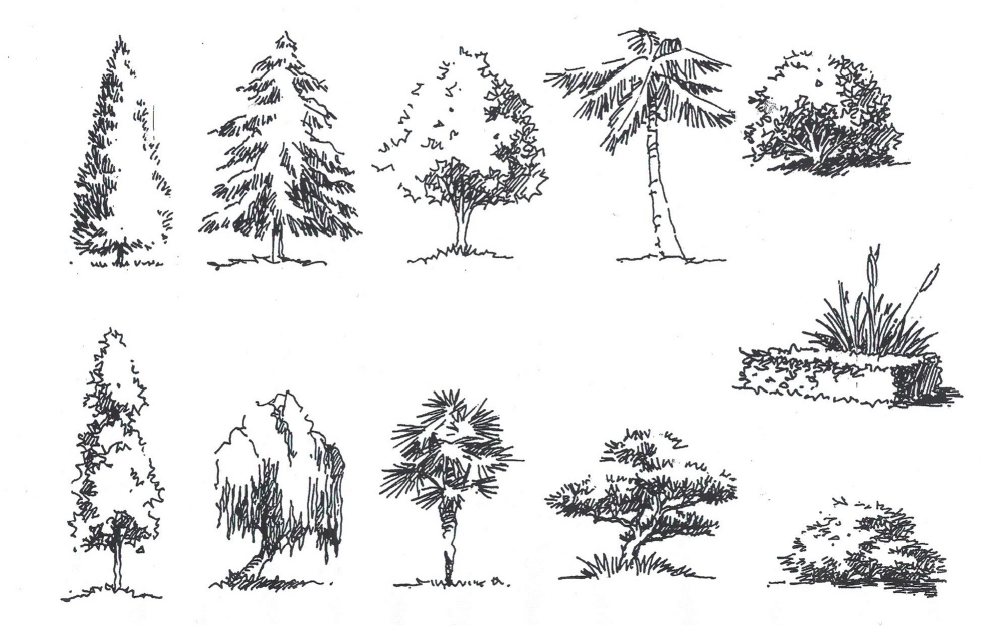 速写树木素材#速写打卡# #景观树