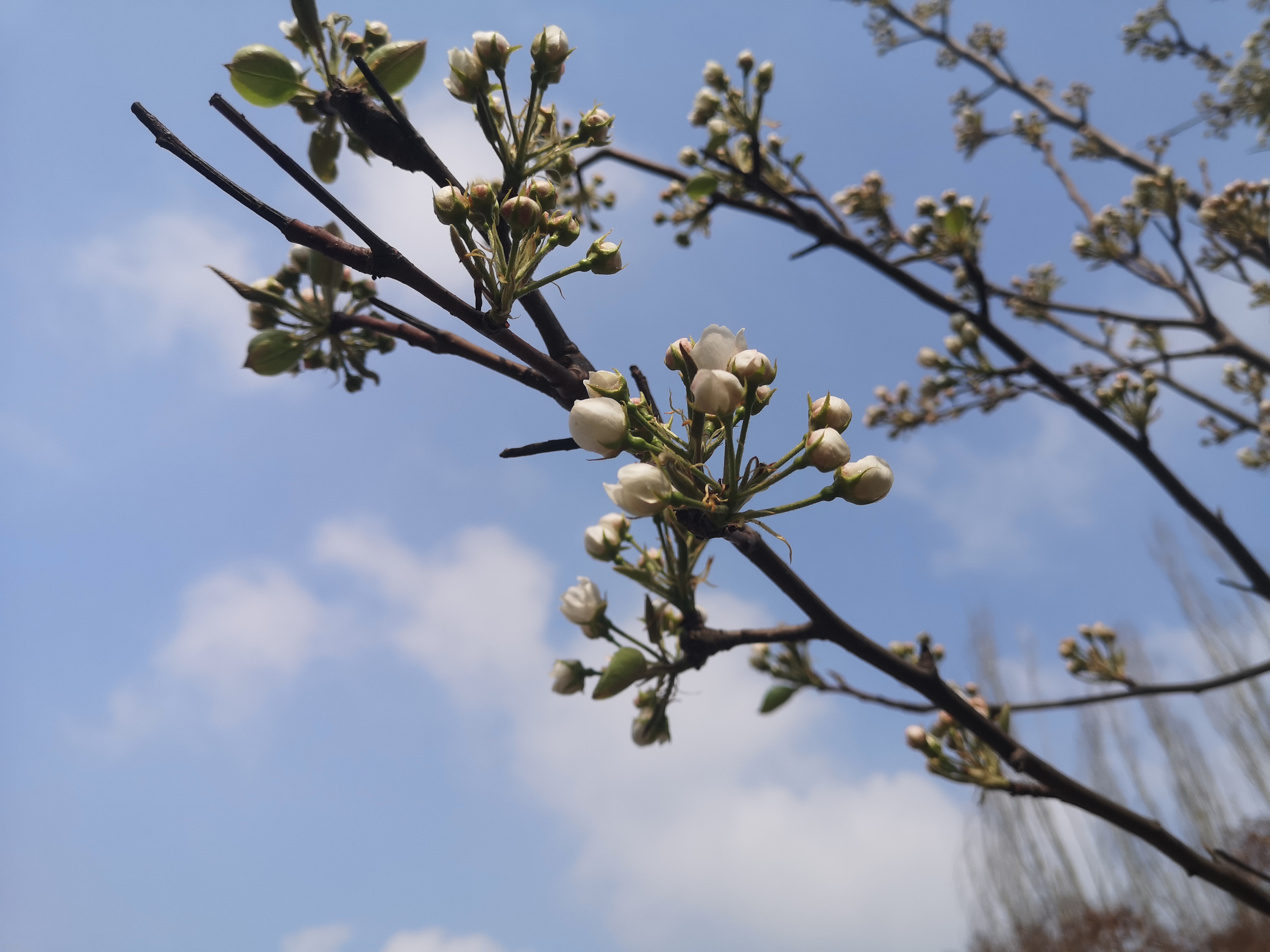 试问卷帘人,却道海棠依旧.知否,知否?应是绿肥红瘦.