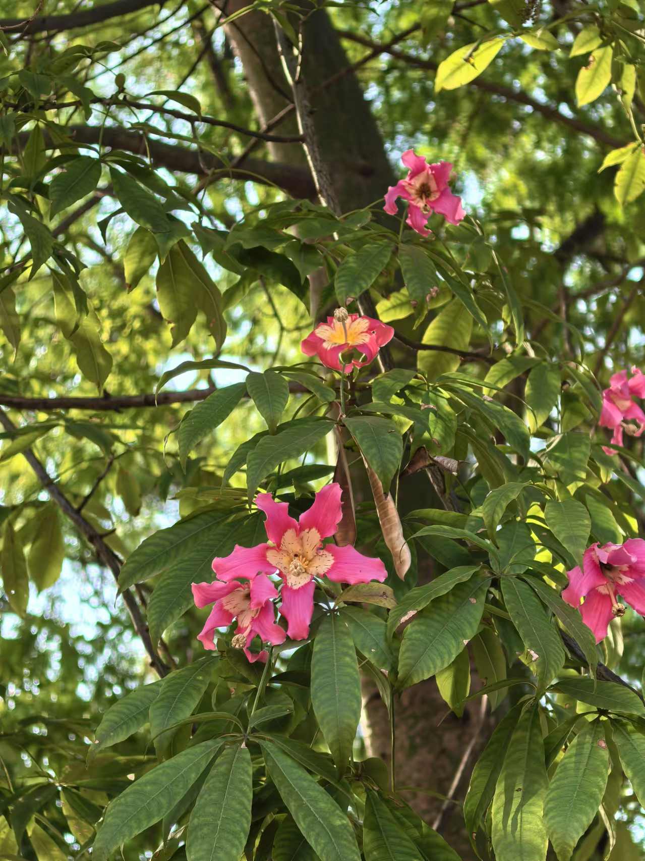 和粉黛乱子草不一样的美!异木棉的花期快过了,速去广东赏花吧!