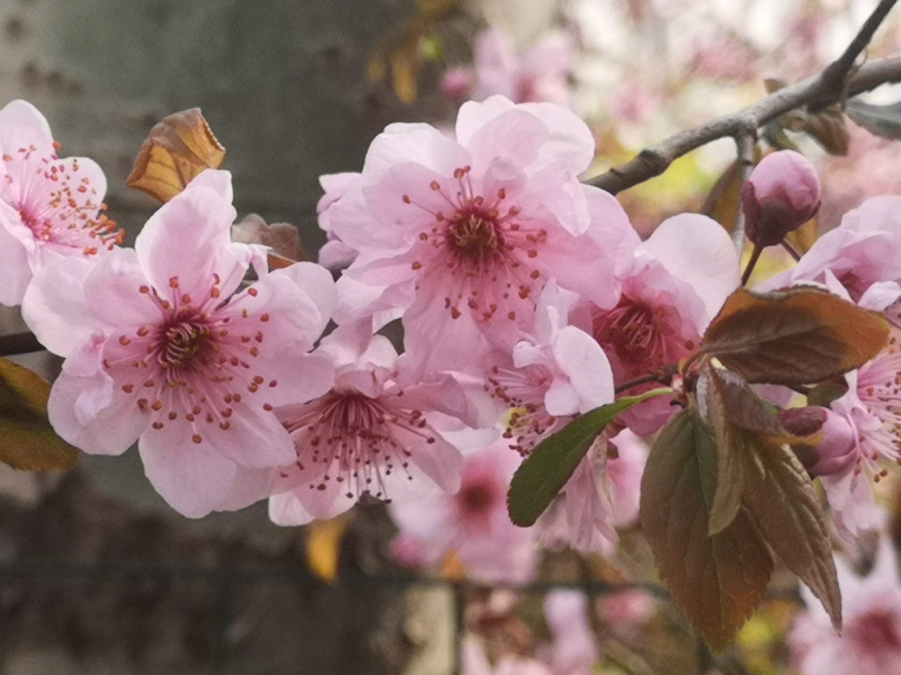 试问卷帘人,却道海棠依旧.知否,知否?应是绿肥红瘦.