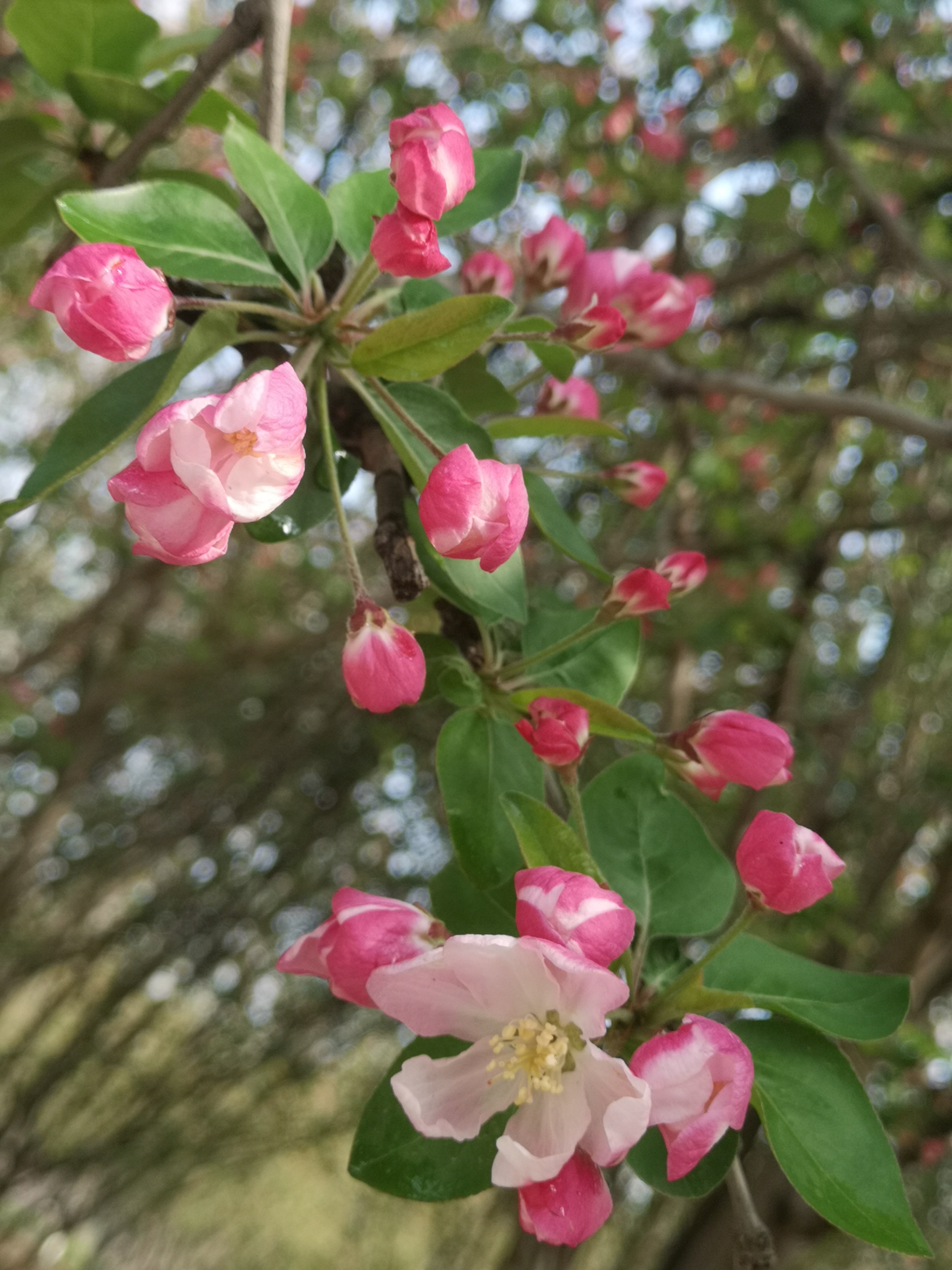试问卷帘人,却道海棠依旧.知否,知否?应是绿肥红瘦.