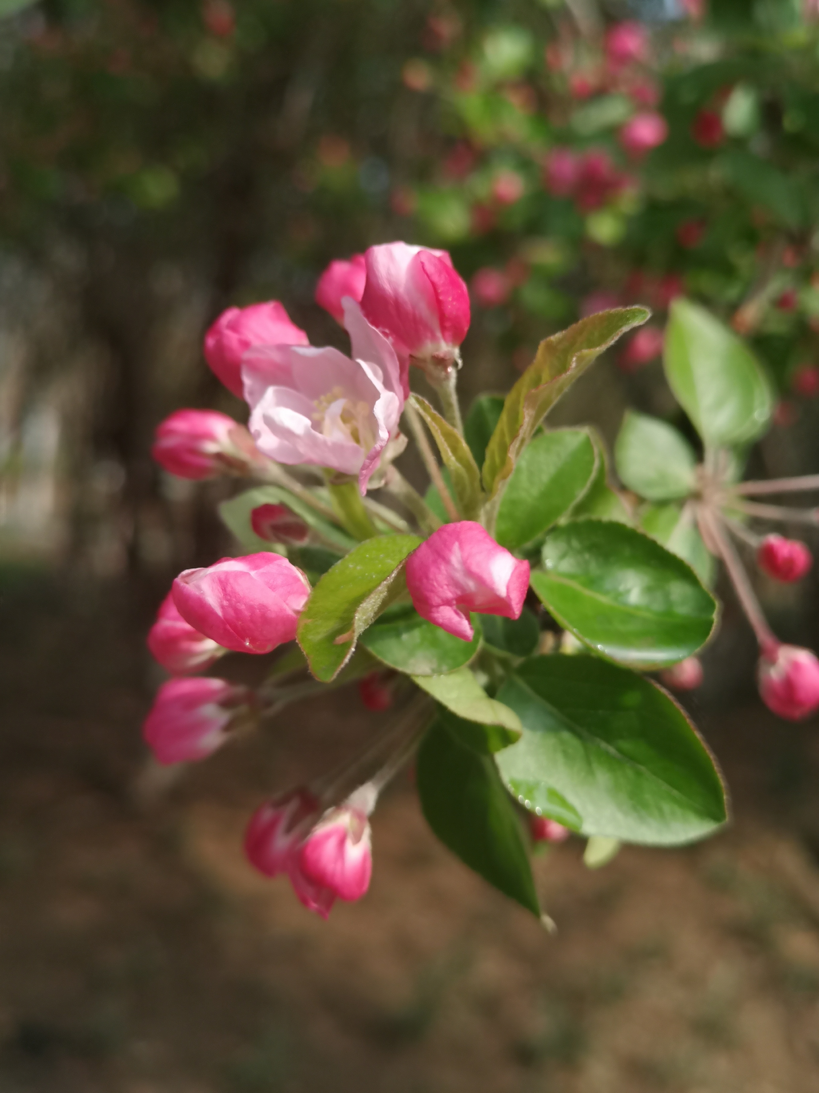 试问卷帘人,却道海棠依旧.知否,知否?应是绿肥红瘦.