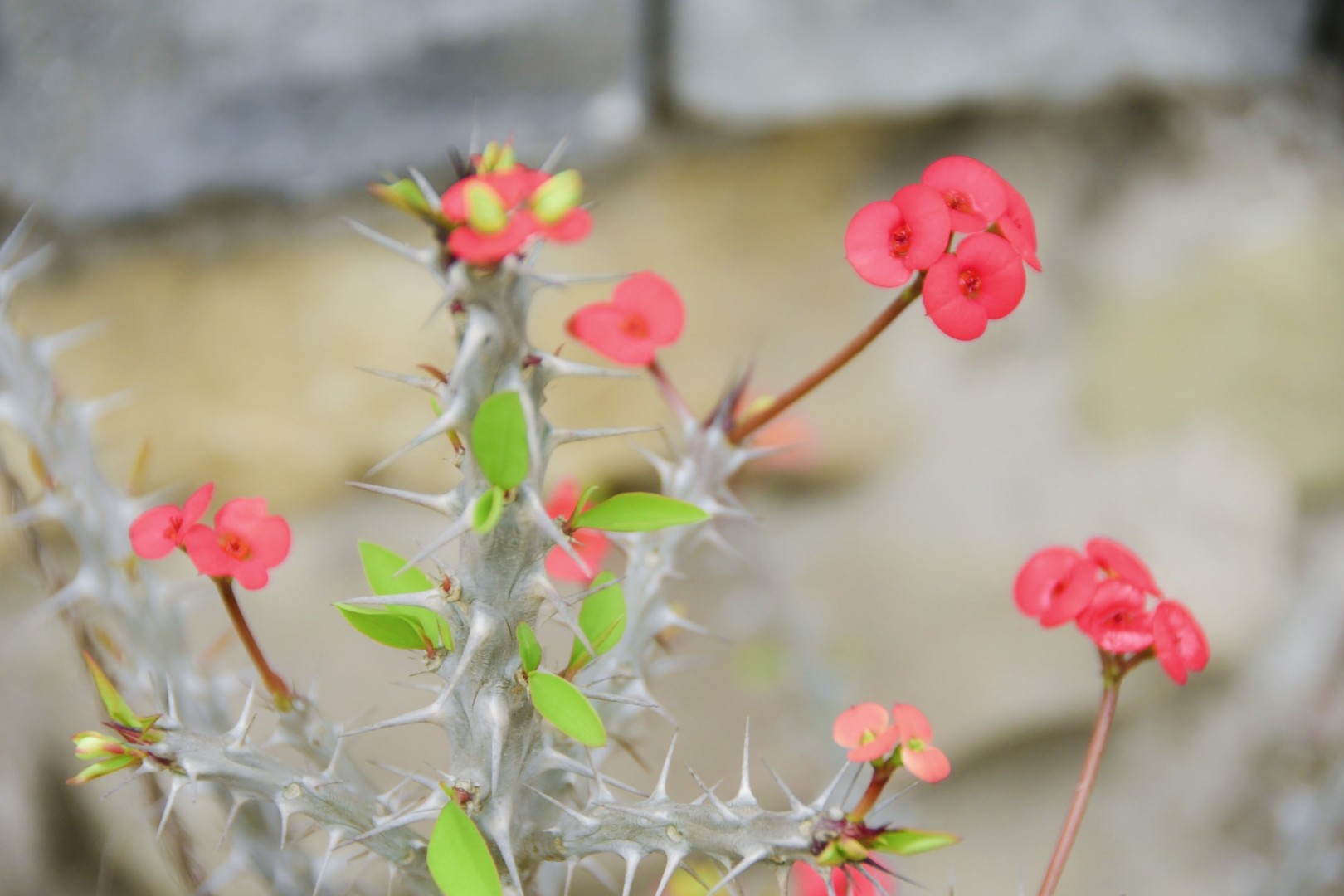 这种浑身带刺的花,因其花形似梅,因此叫做"虎刺梅",被誉为带刺的"小