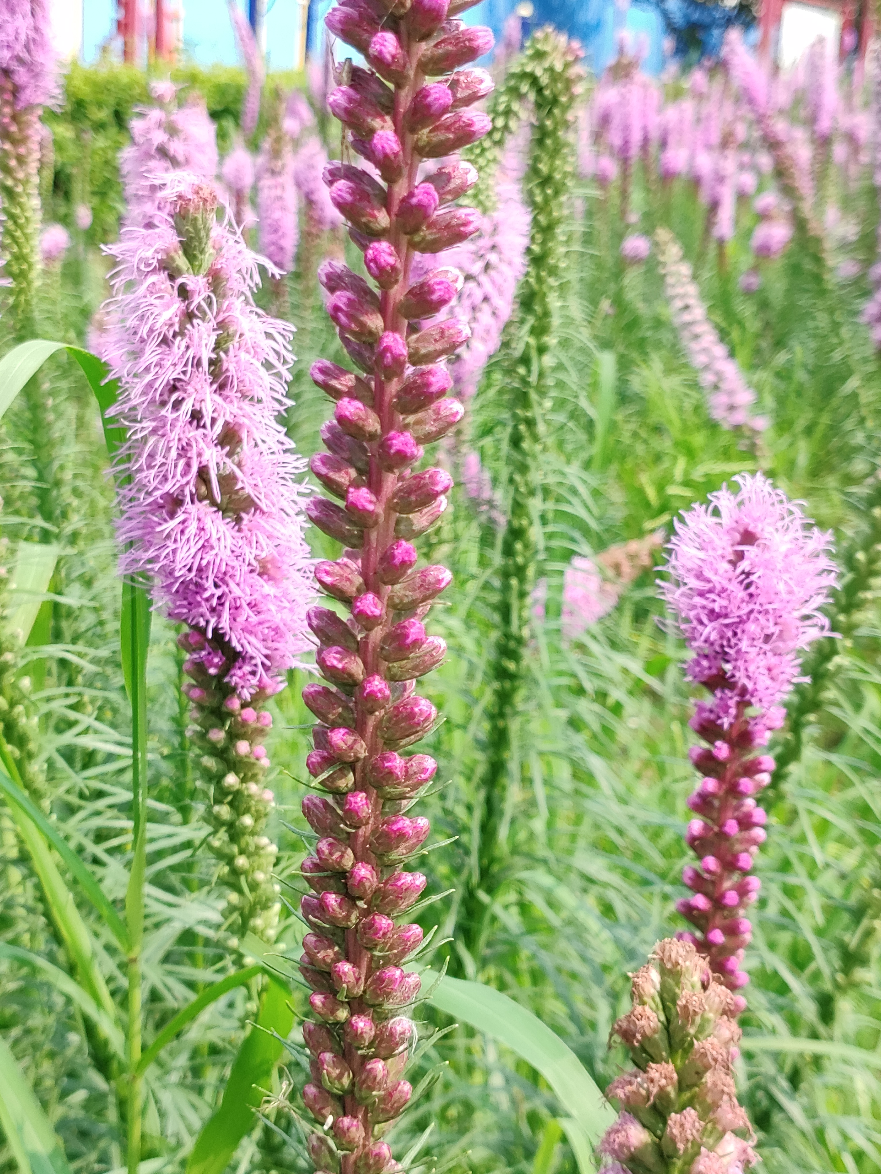 它叫蛇鞭菊,一种开在七八月份的草本植物,又叫马尾花,猫尾花,麒麟菊