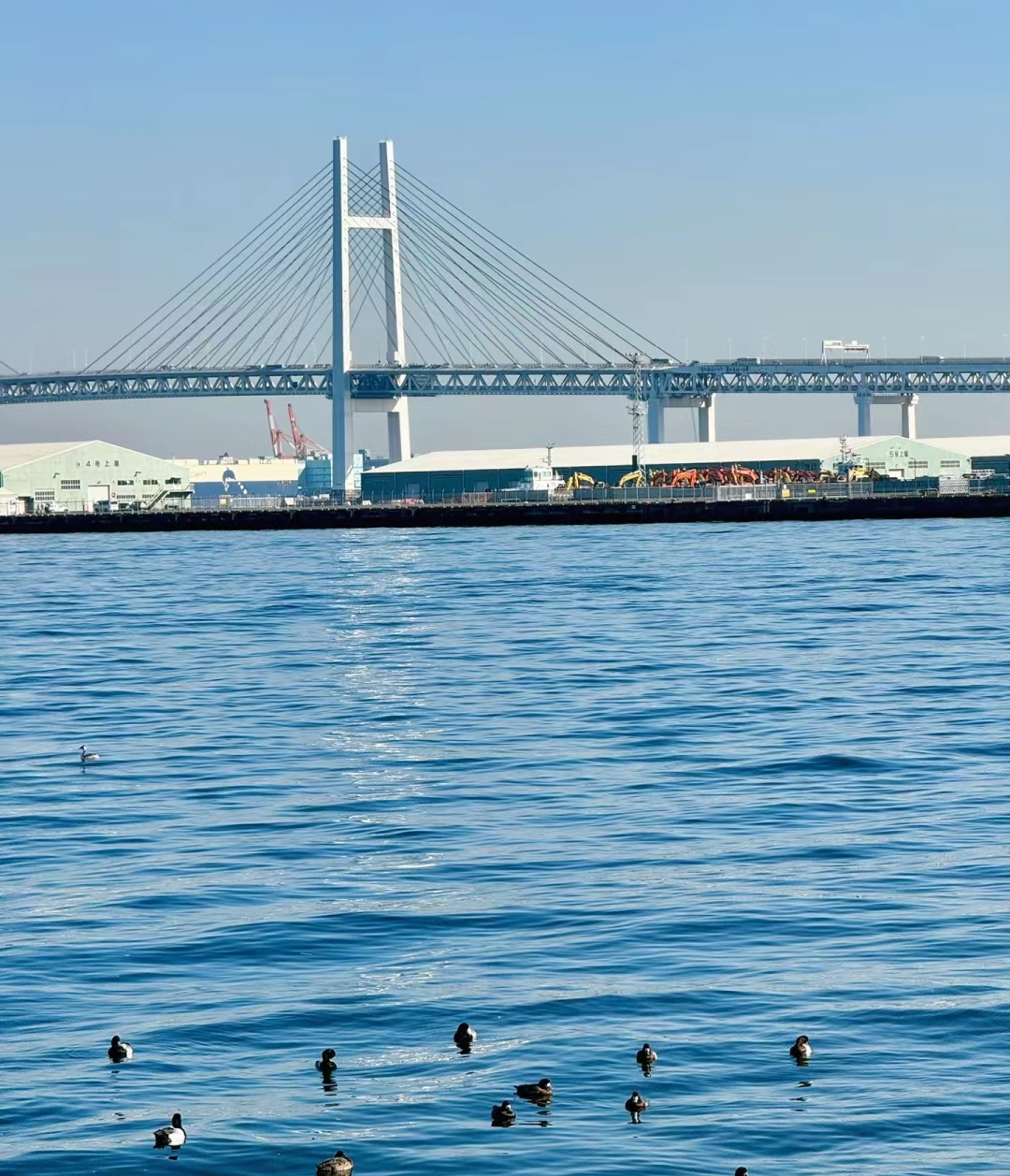 9591横滨,这座美丽的海滨城市,融合了日本传统与现代的魅力