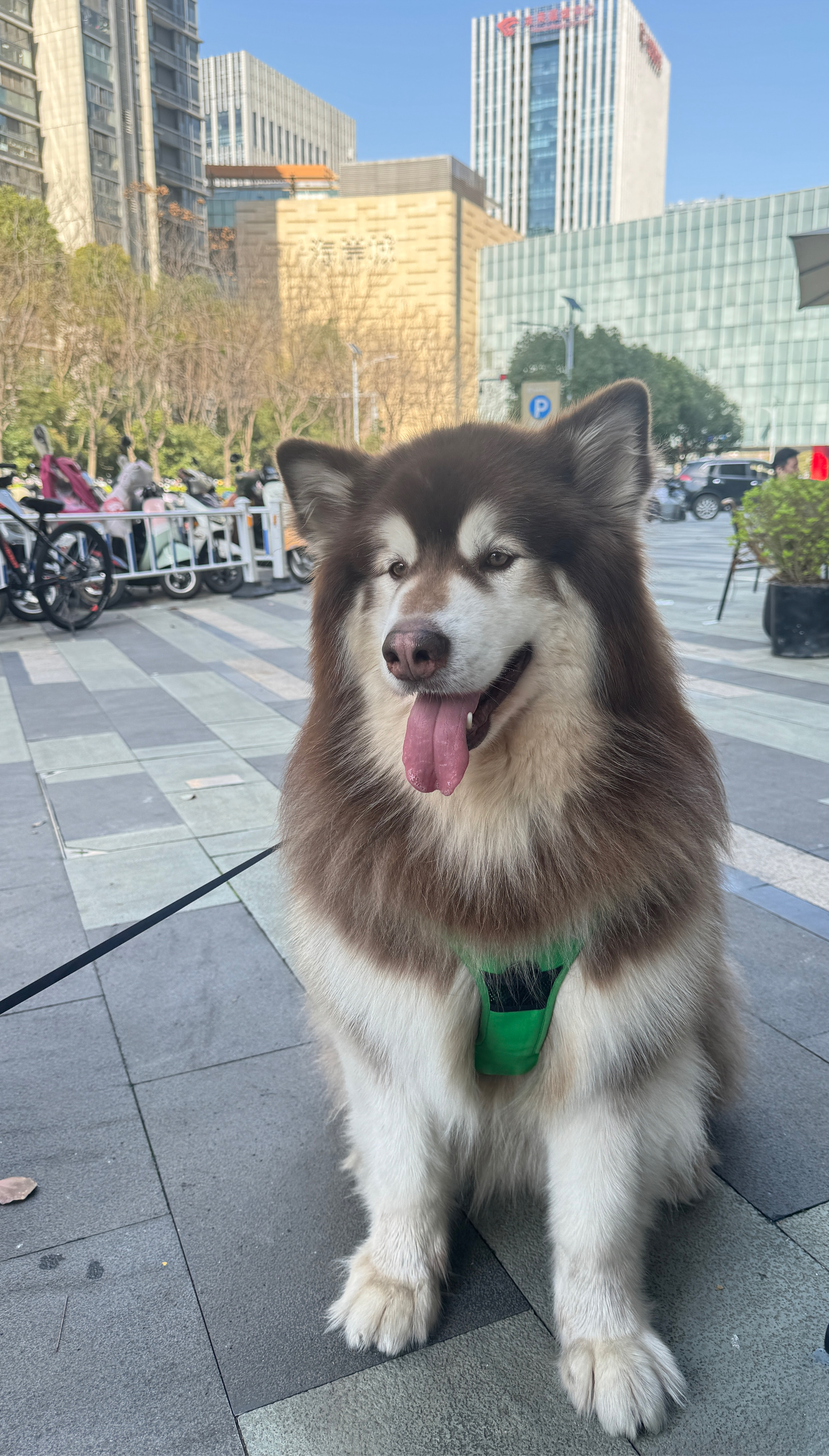 雪橇犬图片图片