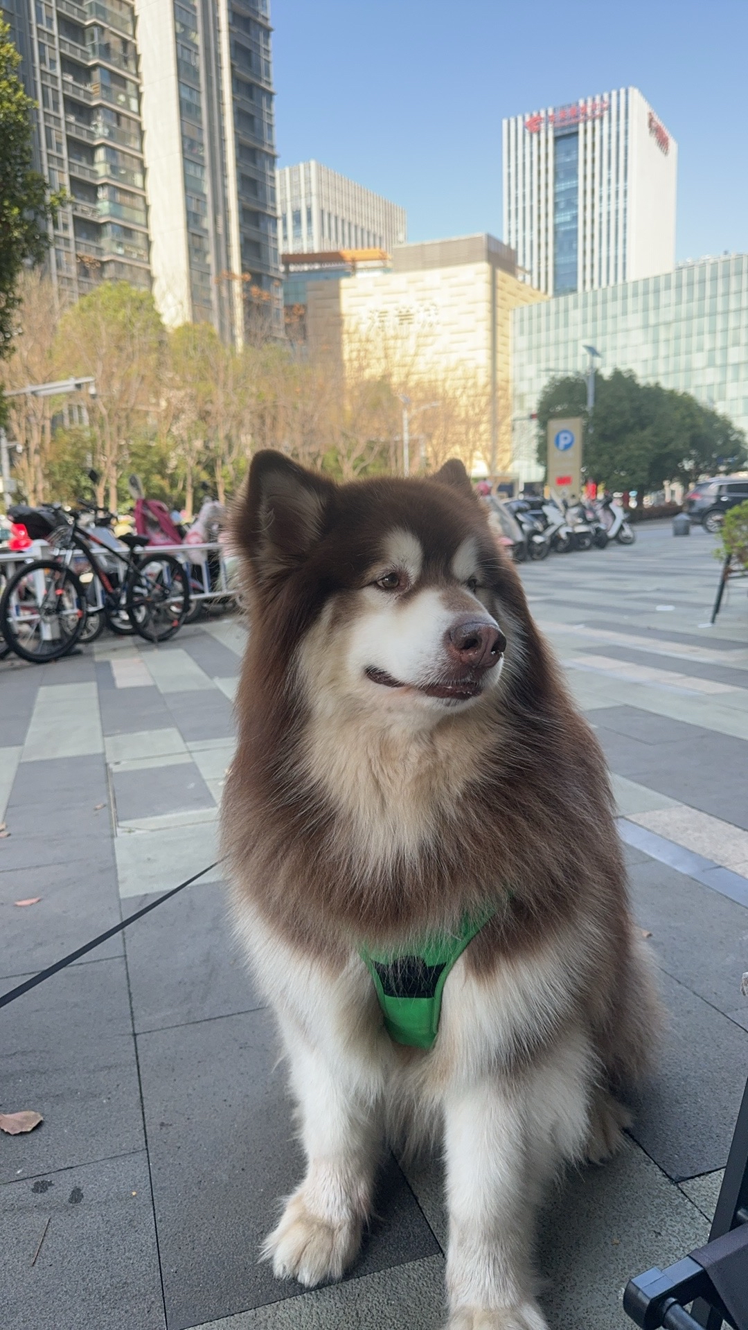 阿拉斯加雪橇犬短毛图片