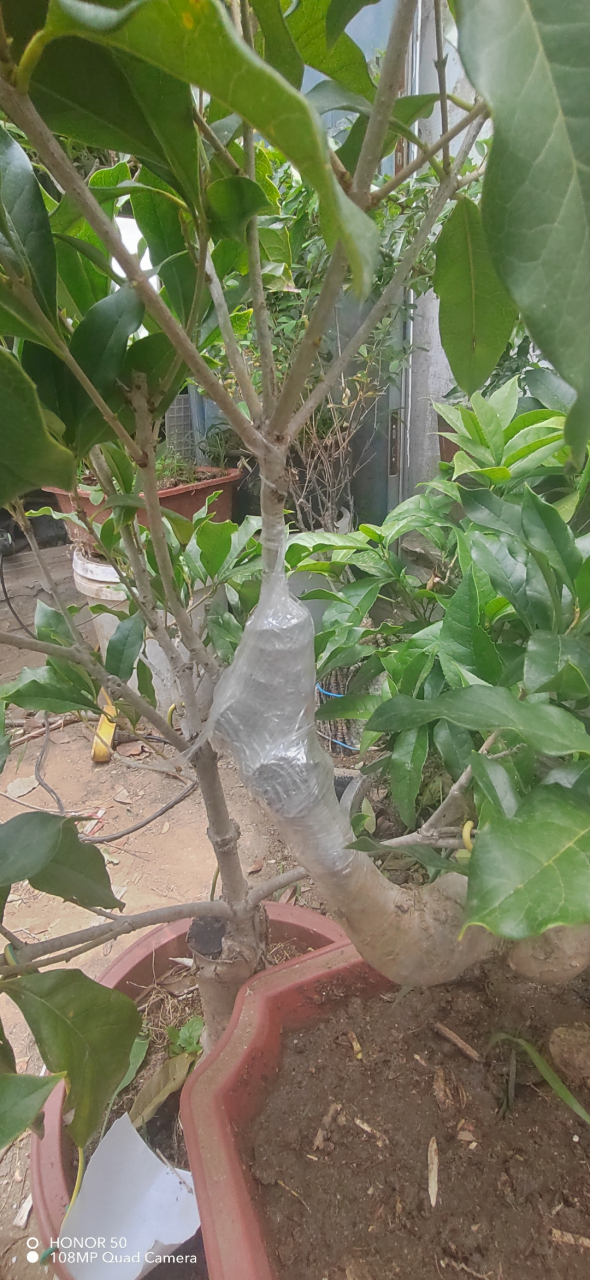 桂花# 金边红双喜,老朱砂桂