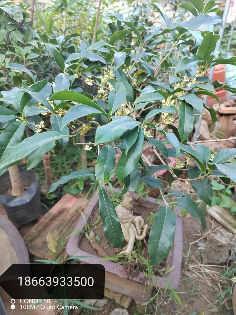 桂花盆景,详情看图一