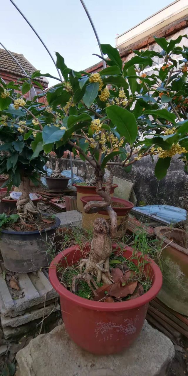 桂花盆景,详情看图一