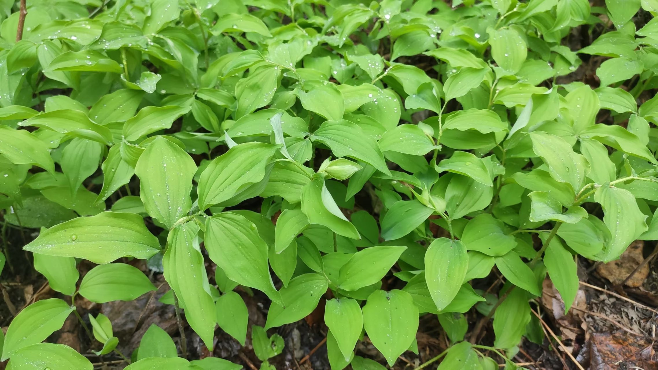 京北刷山:我国唯一的木本菊科植物蚂蚱腿子,山荆子 ,齿叶白鹃梅 ,东北