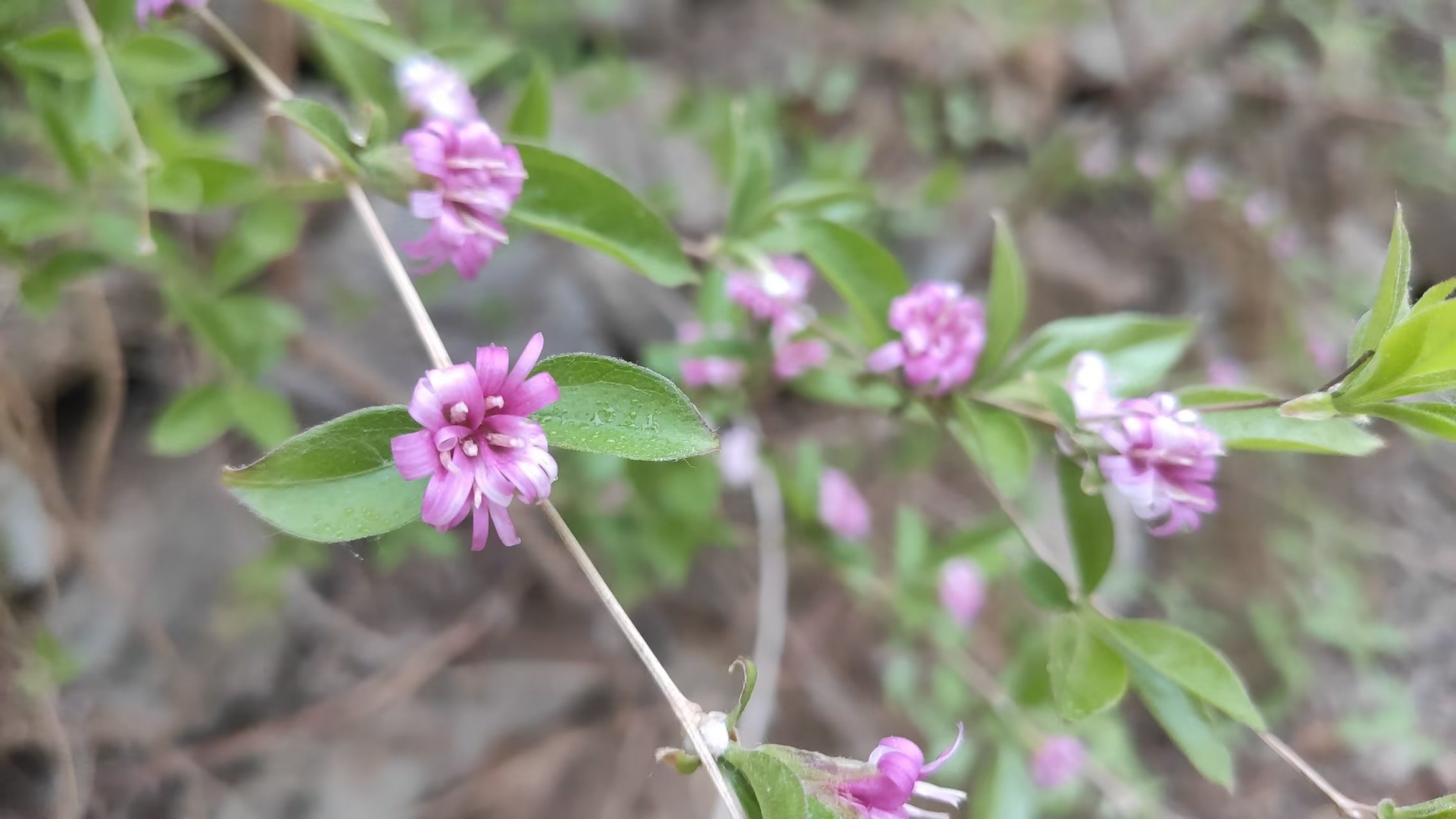 茶藨子花图片