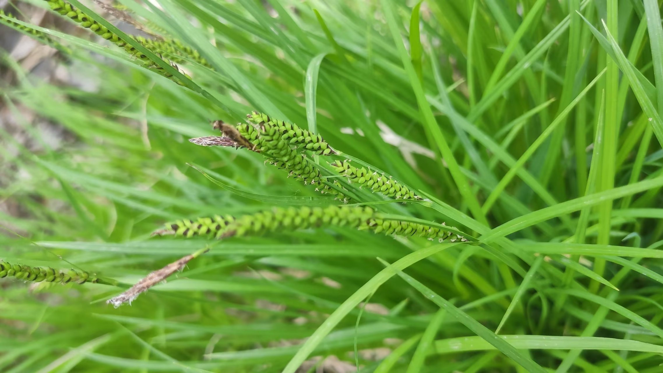 京北刷山:我国唯一的木本菊科植物蚂蚱腿子,山荆子 ,齿叶白鹃梅 ,东北