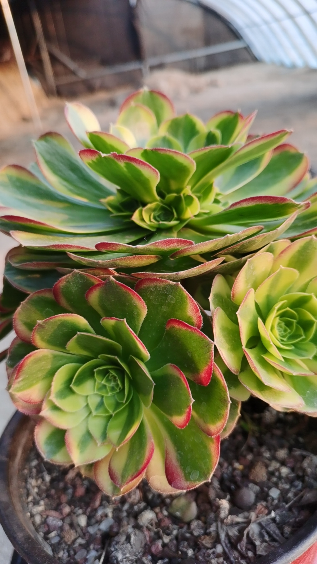 "  "每种植物都有它独特的语言,而多肉玫瑰则是绿意盎然中的一抹独特